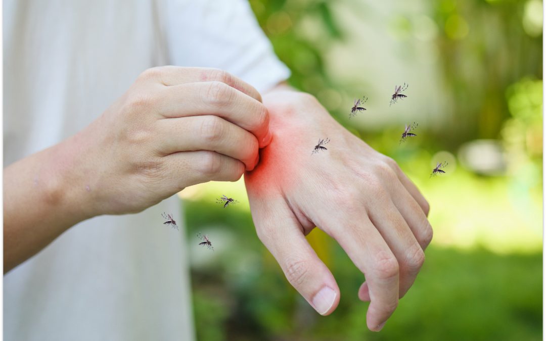 Insectes piqueurs : début des opérations terrain