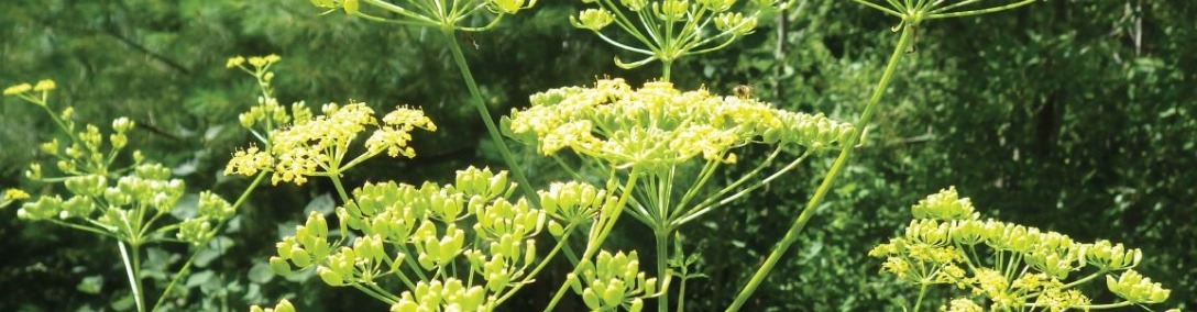 panais_sauvage Photo de Panais Sauvage