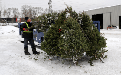 Collecte de sapins naturels : c’est déjà le temps de s’inscrire!