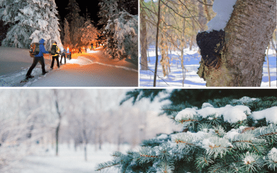 Programmation hivernale des Découvertes plein air