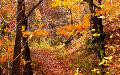Le sentier Thibaudeau-Ricard temporairement fermé