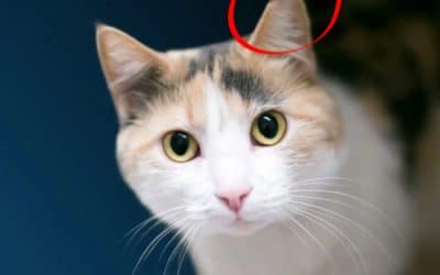 Nouveau programme pour mieux gérer les chats errants