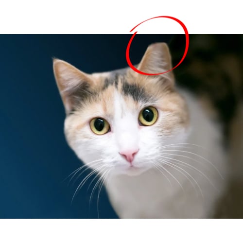 Nouveau programme pour mieux gérer les chats errants