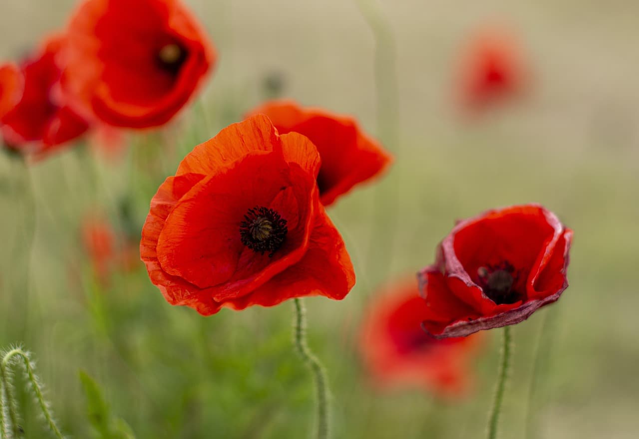remembrance-day-4604155_1280